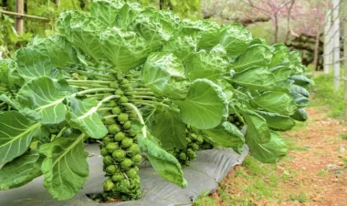 Bu tərəvəz xolesterinin səviyyəsini aşağı sala bilər - TÖVSİYƏ