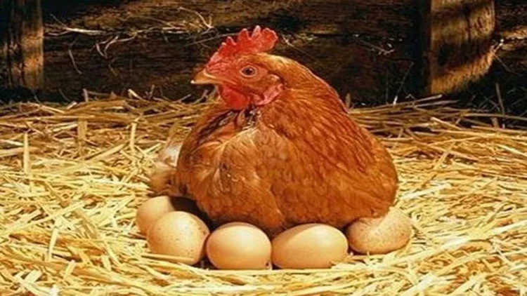 Azərbaycanda məşhur broyler şirkəti ləğv edilir