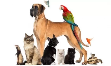 Bu heyvanın 275 fərqli üz ifadəsi aşkar edildi - FOTO