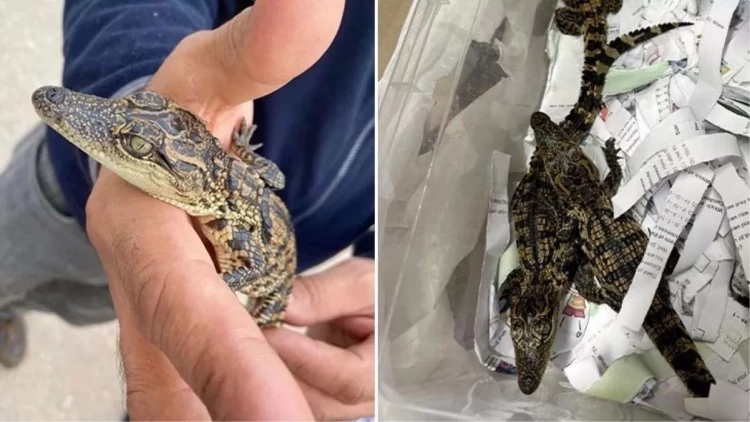 Ölkəyə qanunsuz yolla timsah gətirdi - Tutuldu - FOTO