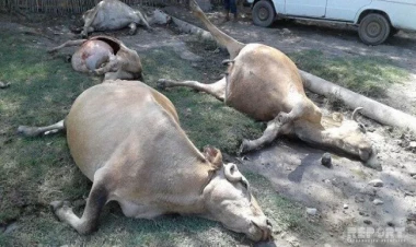 50 başdan çox iribuynuzlu heyvan tələf oldu - Səbəbi bilinmir