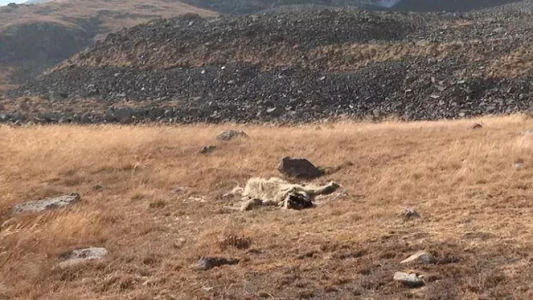 Ermənistanın mina terroru qurbanları təkcə insanlar deyil - Beynəlxalq təşkilatlara müraciət ünvanlandı