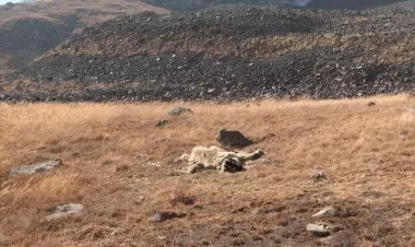 Ermənistanın mina terroru qurbanları təkcə insanlar deyil - Beynəlxalq təşkilatlara müraciət ünvanlandı