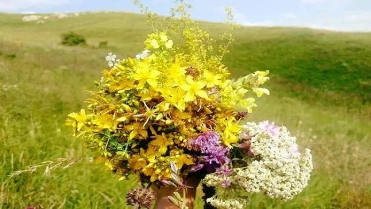 Ömürboyu bizi müşayiət edən güllər haqqında QEYRİ-ADİ FAKTLAR