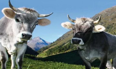 Maldarlığa maraq niyə azalıb? - VİDEO