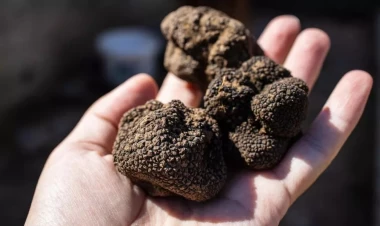 Kiloqramı 3 min avroya satılır