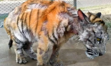 Vəhşi heyvanlar insanlardan belə imdad dilədilər - Ürəkdağlayan görüntülər - VİDEO