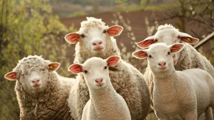 Azərbaycanda qoyunların sayı kəskin AZALDI