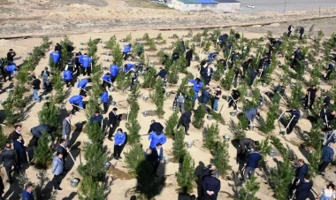 Bakıda kütləvi surətdə ağaclar əkildi - FOTO