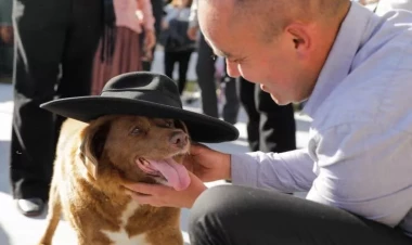 Dünyanın ən yaşlı iti öldü - FOTO