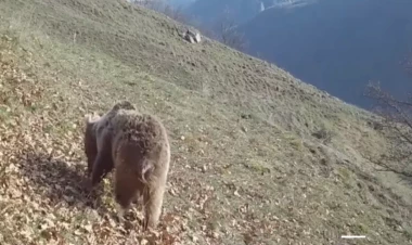 Minaya düşən heyvanlarla bağlı beynəlxalq təşkilatlara müraciət edildi