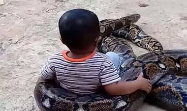 Nəhəng pitonu oyuncaq kimi oynatdı - VİDEO