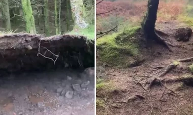 Meşədə gəzməyə çıxan adam həyatının şokunu yaşadı - VİDEO