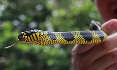 Səfərdən qayıtdılar, evdə ilan tapdılar - FOTO