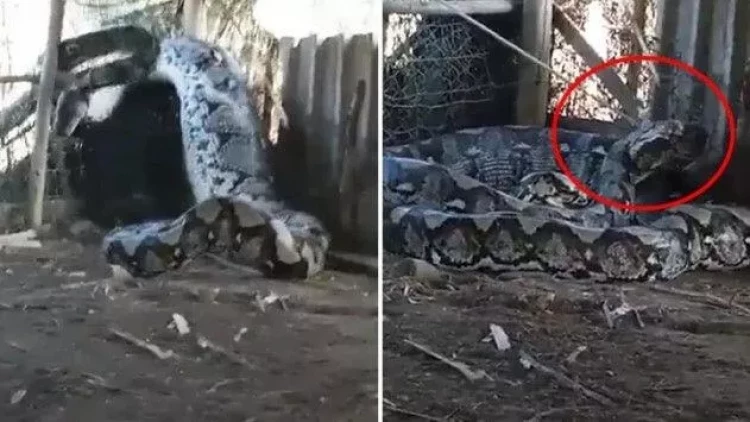 İnsan yeyən anakondanı kəndlilər belə tutdu - VİDEO