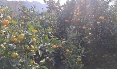 Bazarda bu yerli məhsulun qıtlığı YARANA BİLƏR