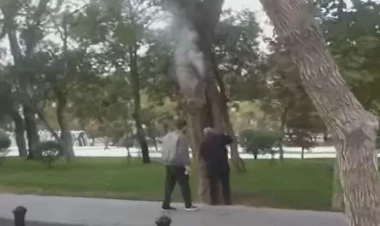 Bakıda Sahil bağında ağacı yandırmağa çalışdılar - VİDEO - FOTO