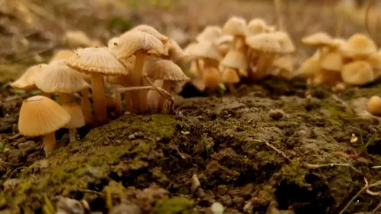 Son günlər çoxalan göbələkdən zəhərlənmənin səbəbi AÇIQLANDI - VİDEO