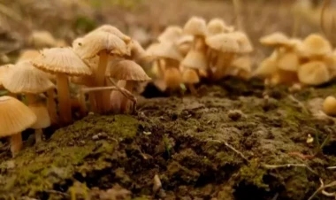 Son günlər çoxalan göbələkdən zəhərlənmənin SƏBƏBİ AÇIQLANDI