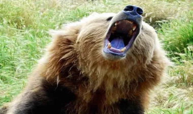 Zaqatalada ayılar kəndə HÜCUM ETDİ - FOTO