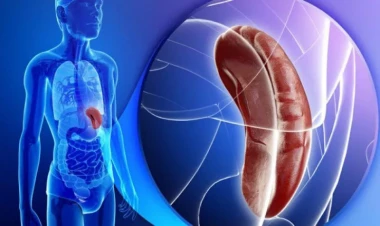 Öd kisəsi olmadan insan yaşaya bilərmi? - CAVAB