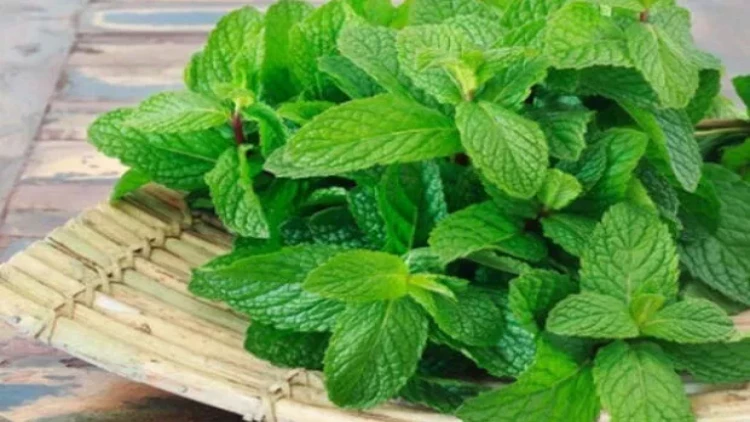 Ağrıları aradan qaldıran nanə cövhəri