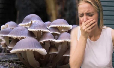 Zaqatalada daha bir nəfər göbələkdən zəhərləndi