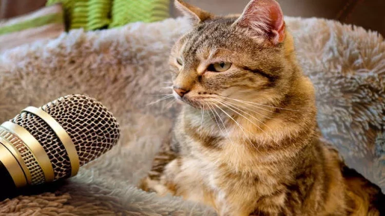 Bu pişik dünya rekordu qırdı - FOTO