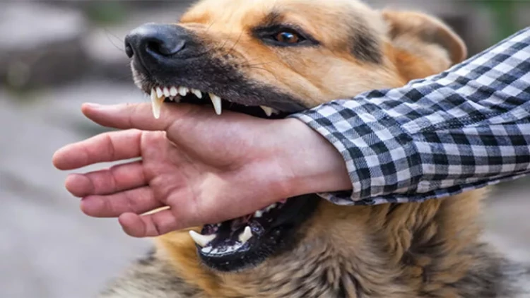 Quduzluğa qarşı ilk dəfə dərman hazırlandı