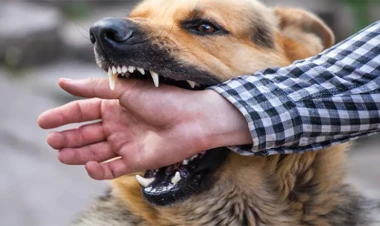 Quduzluğa qarşı ilk dəfə dərman hazırlandı