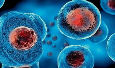 Alimlər bədənimizdə yeni orqan tapdı