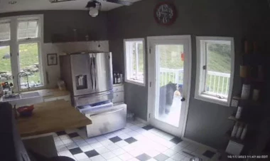 Evə girən ayının “səliqəli” oğurluğu hamını mat qoydu - VİDEO