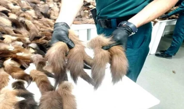 Hava Limanında əməliyyat: 10 mindən çox tülkü quyruğu ələ keçirildi - FOTO