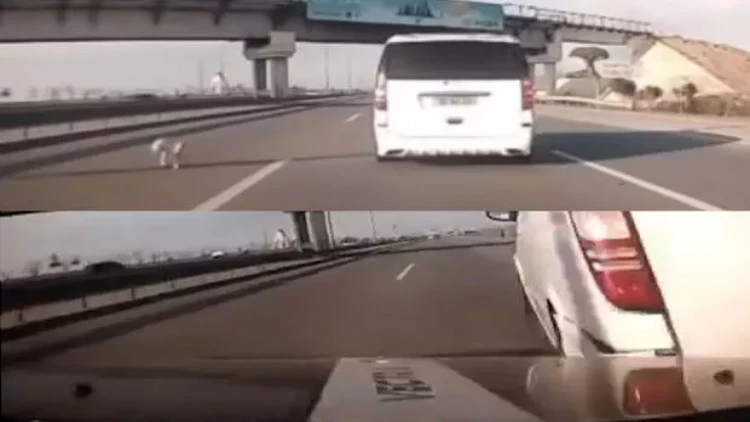 Bakıda qəza: Sürücü yola çıxan iti və qarşıdakı avtomobili vurdu - anbaan görüntülər