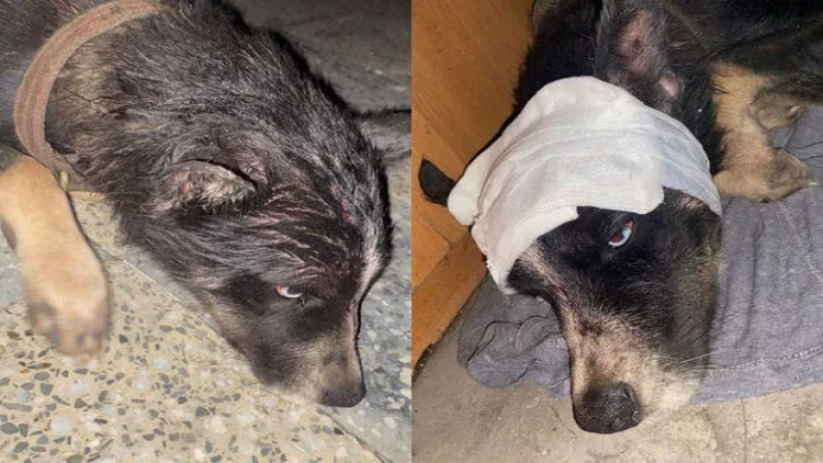 Güllələyib dərəyə atdılar - Xaçmazda tükürpədici olay - FOTO