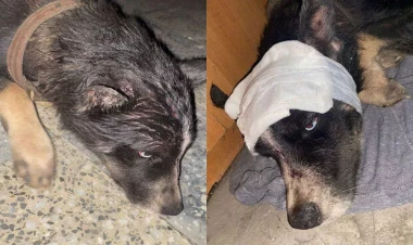 Güllələyib dərəyə atdılar - Xaçmazda tükürpədici olay - FOTO