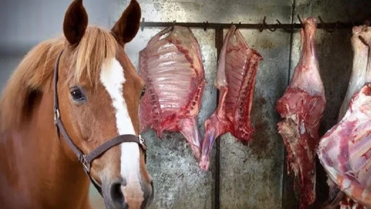 At ətini necə ayırd etmək olar? - MÜHÜM DETALLAR