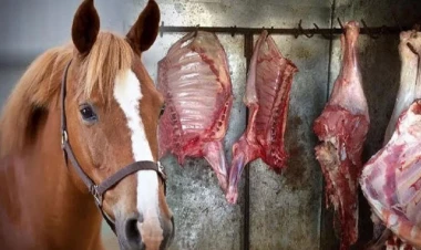 At ətini necə ayırd etmək olar? - MÜHÜM DETALLAR