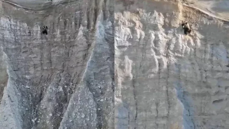 Ayı sıldırım qayaya alpinist kimi dırmaşdı - VİDEO