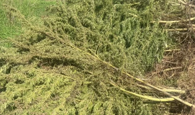 Ağdamda 10 hektara yaxın narkotik plantasiyası aşkarlandı - FOTO