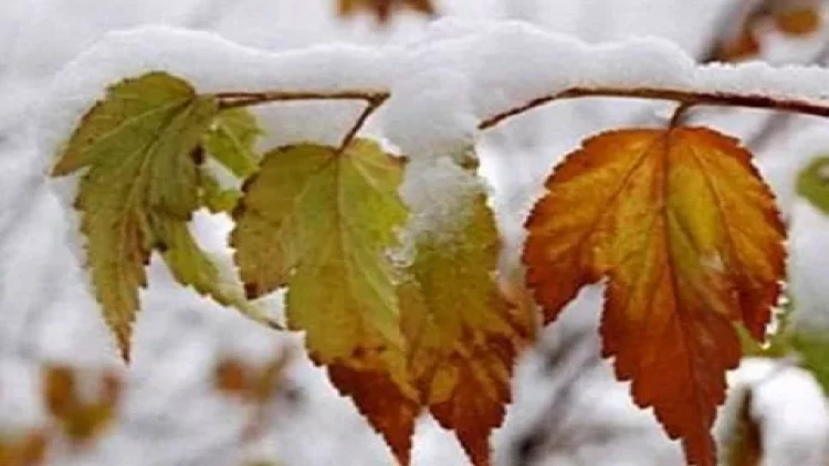 Azərbaycana qar yağdı - FAKTİKİ HAVA