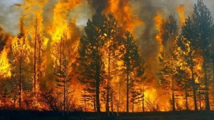 Ölkədə ən çox yanğın təhlükəsi olan ərazilər