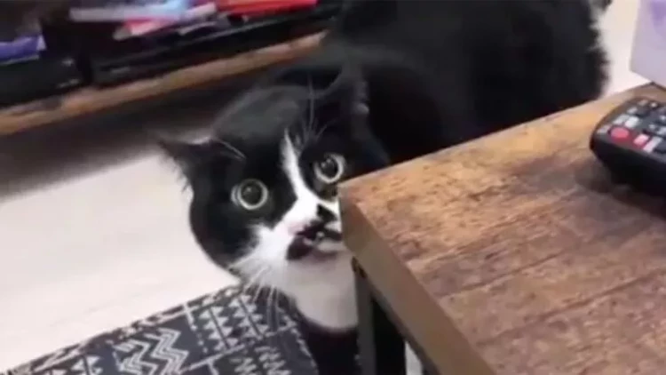 Gürcü mahnısı oxuyan pişik viral oldu - VİDEO