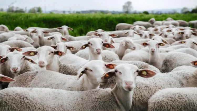 Qoyunlar marixuana plantasiyasını bütünlüklə otlayıblar - FOTO