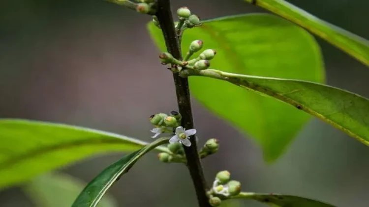 200 ildir itmiş hesab olunan ağac tapıldı - FOTO