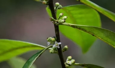 200 ildir itmiş hesab olunan ağac tapıldı - FOTO