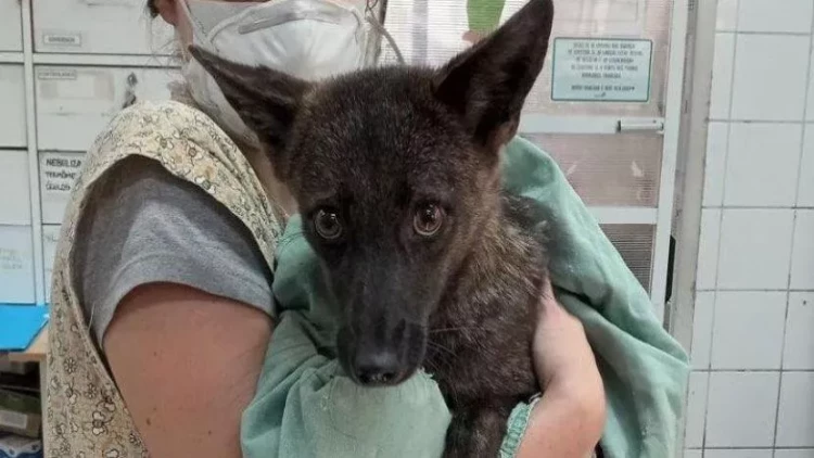 İt kimi hürür, amma siçovulları ovlayır - Dünyanın ən qəribə hibrid heyvanı - FOTO