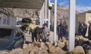 Qarabağ ermənisi qoyunlarını da sərhəddən keçirdi - VİDEO