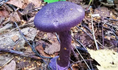 Bu göbələkləri yığanlar 9 il həbs olunacaq