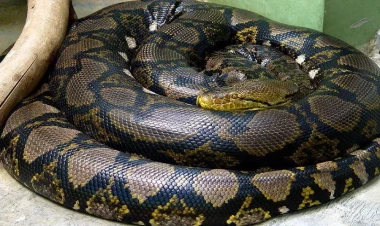 Meşədə üç metrlik piton tapıldı